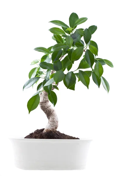 Bonsai tree in pot. — Stock Photo, Image
