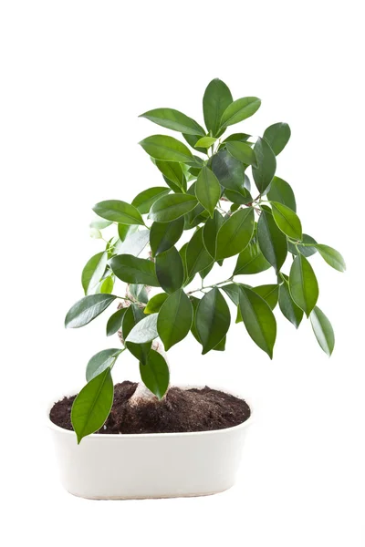 Bonsai tree in pot. — Stock Photo, Image