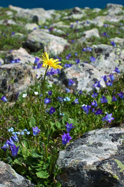 Schoonheid Blauwe bloem. — Stockfoto