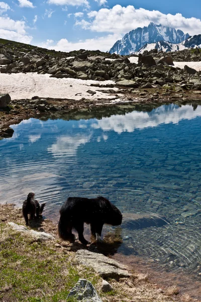 Две собаки в горах . — стоковое фото