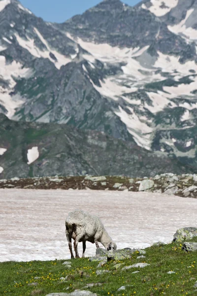 Дикий бык в горах . — стоковое фото