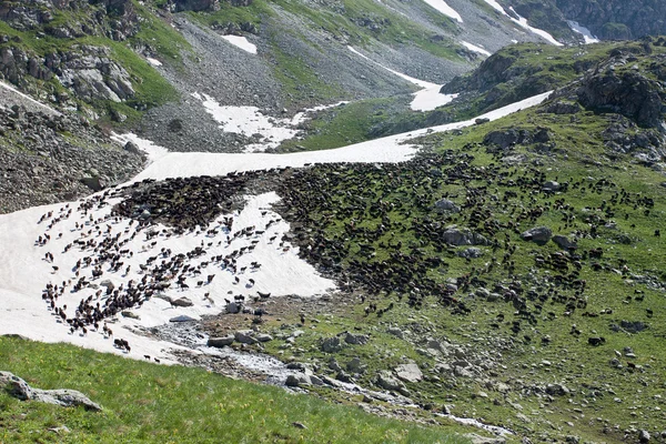 Wild ox in mountains. — Stock Photo, Image