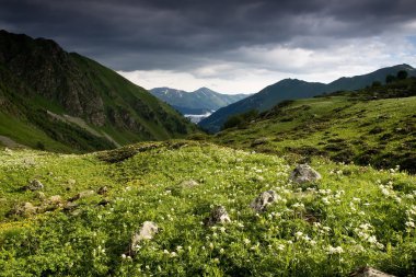 Mountain landscape with flowers. clipart