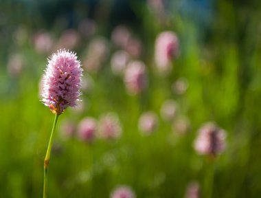 Güzellik Pembe çiçek.