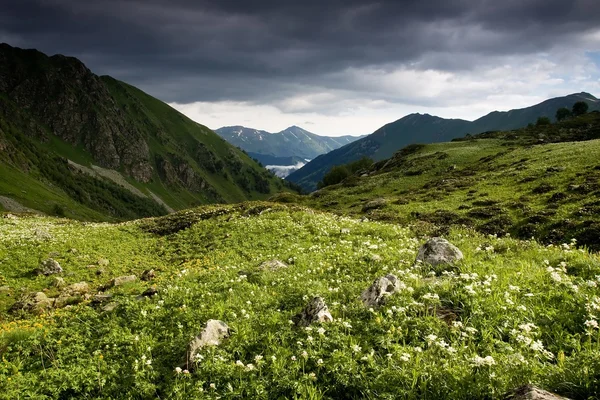 Berglandschaft mit Blumen. — Stockfoto