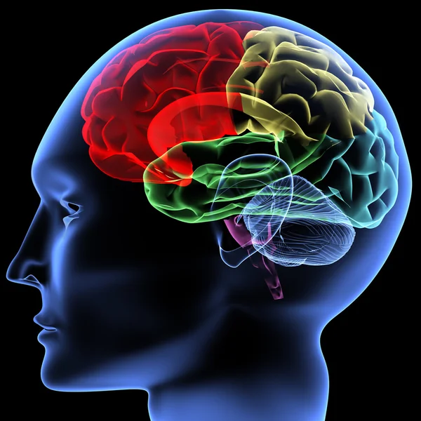脳 ロイヤリティフリーのストック画像