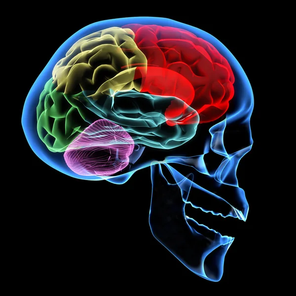 Lidský mozek — Stock fotografie