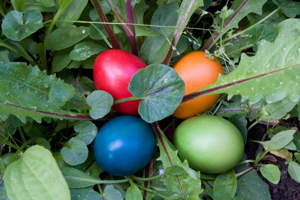 Yumurta çim gizleme — Stok fotoğraf