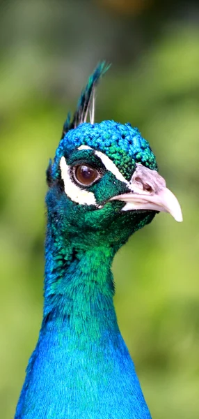 Retrato de pavo real — Foto de Stock