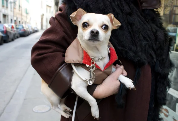 stock image Portrait Of A Small Dog