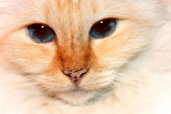 Kırmızı nokta birman kedisi — Stok fotoğraf