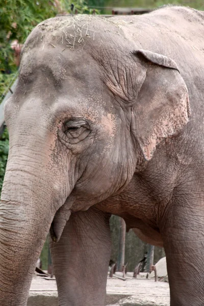 stock image Elephant Female Closeup