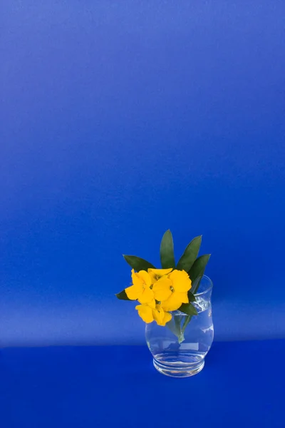 Склянка з квітами на синьому фоні — стокове фото