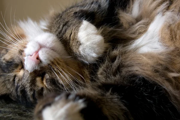 Maine Coon Cat Sleeping - Closeup — Stock Photo, Image