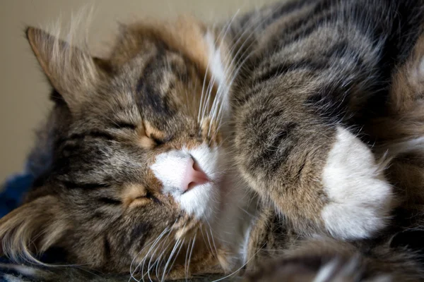 Uyuyan kedi closeup — Stok fotoğraf