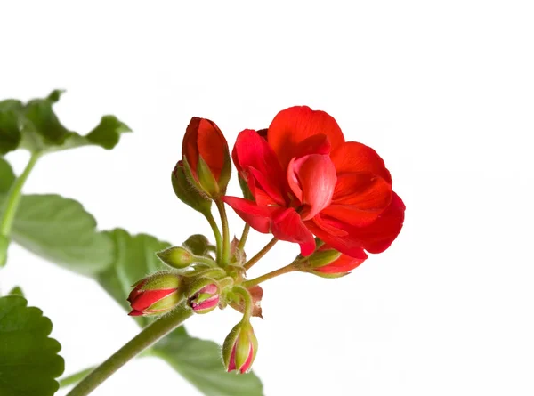 Цветок пеларгония — стоковое фото