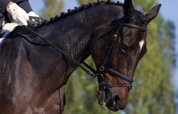 stock image Arabian Horse