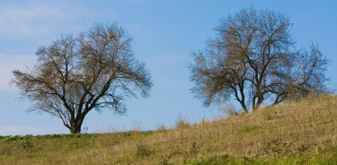 sonbahar arka planlar - tepe üzerinde ağaçlar