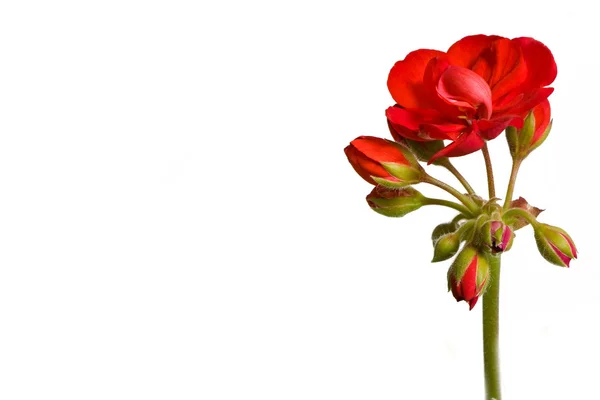 Geranium (Pelargonium) blomma — Stockfoto