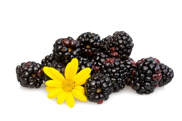 Blackberries And Capedaisy — Stock Photo, Image