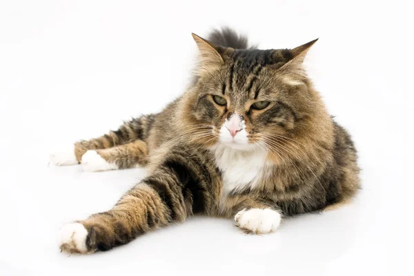 Norwegische Katze mit gelangweiltem Ausdruck — Stockfoto