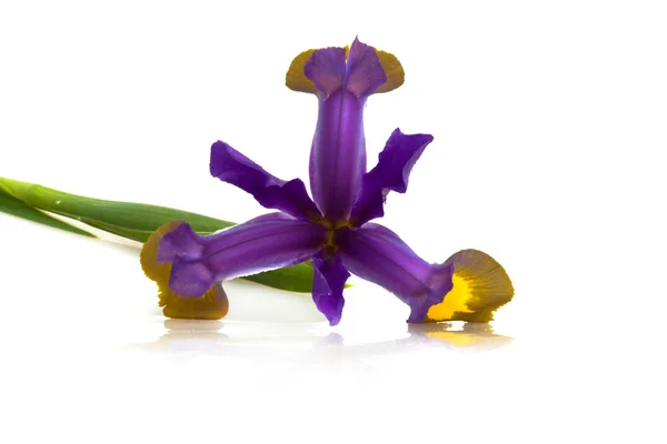 Iris Kukka (Iris Versicolor ) — kuvapankkivalokuva