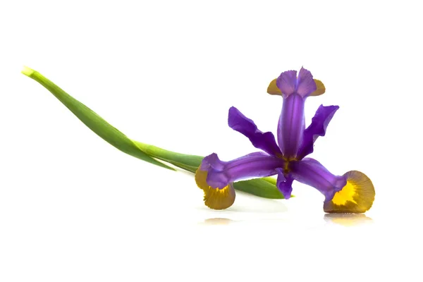 紫色鸢尾花 (Iris 花斑癣) — 图库照片