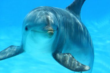 Curious Dolphin clipart