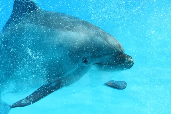 Delfin rozpryskiwania się w wodzie — Zdjęcie stockowe