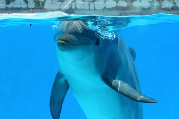 Dolfijnen kijken van de camera — Stockfoto