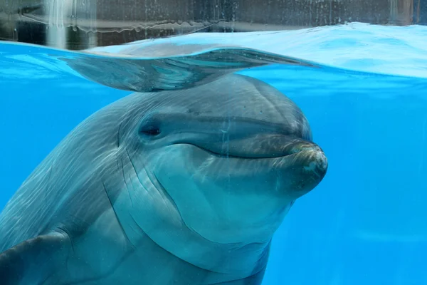 Zoete dolfijn — Stockfoto
