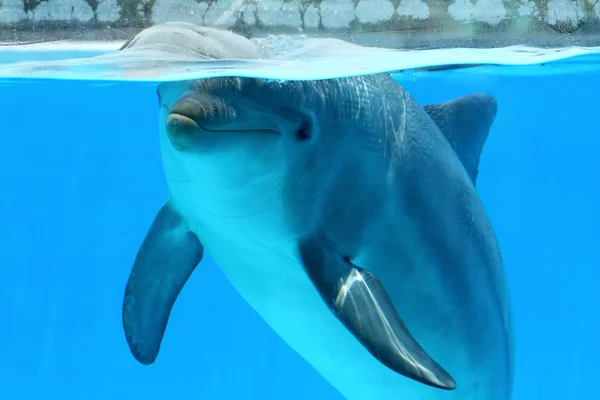 Delfin w basenie — Zdjęcie stockowe