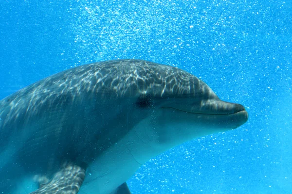 Profiel van:: dolfijn — Stockfoto