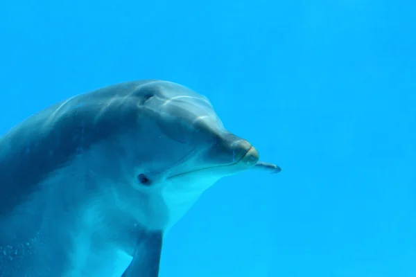 Дельфин крупным планом — стоковое фото