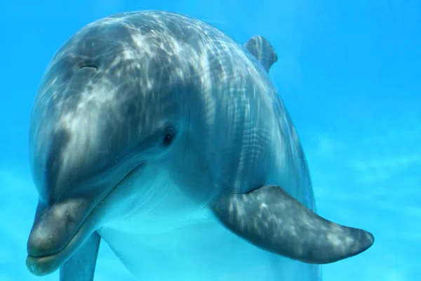 Gezicht van de dolfijn — Stockfoto