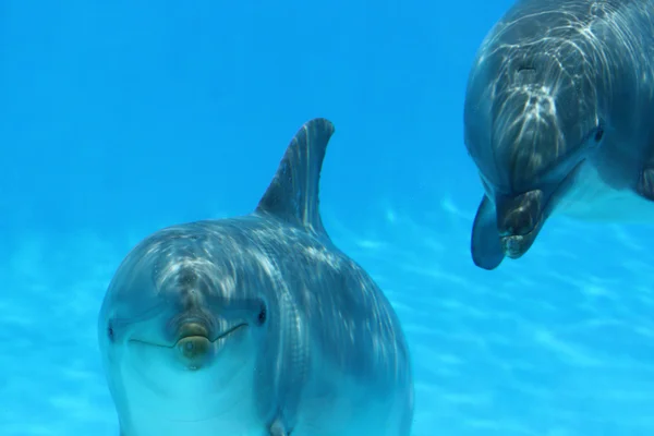 Två delfiner spelar — Stockfoto