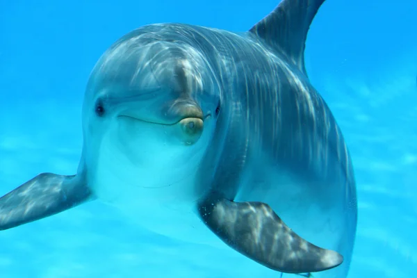 Zvědavý delfín — Stock fotografie