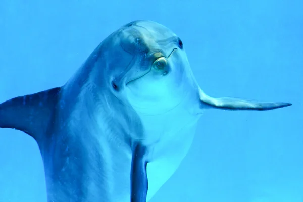 Дельфин наблюдает за мной — стоковое фото