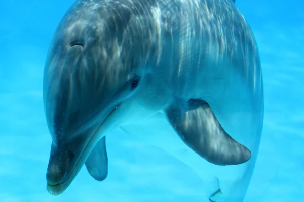 Simming delfín —  Fotos de Stock