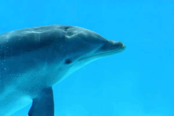 Delfin — Zdjęcie stockowe