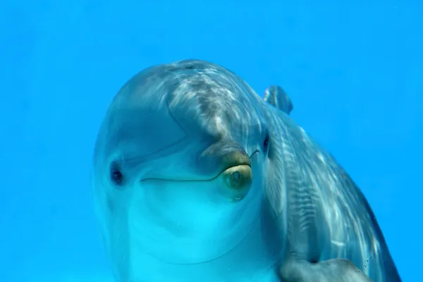 Roliga dolphin — Stockfoto
