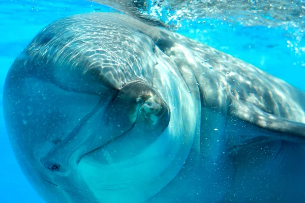 Delfín - Primer plano extremo —  Fotos de Stock