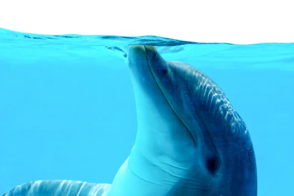 Dolphin spelar — Stockfoto