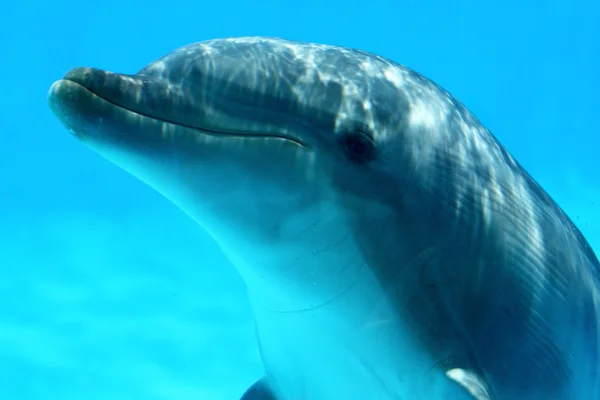 Delphin beobachtet mich — Stockfoto