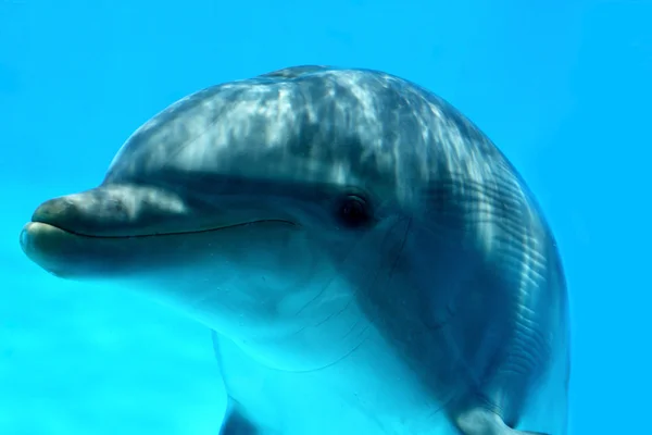 Trevlig dolphin — Stockfoto