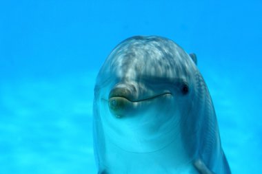 Cute Dolphin clipart