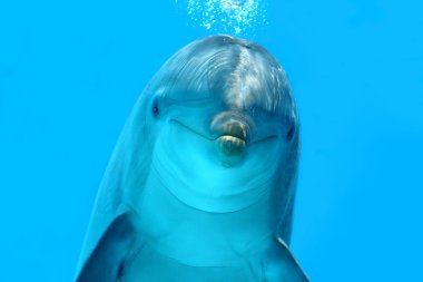 Dolphin Look clipart
