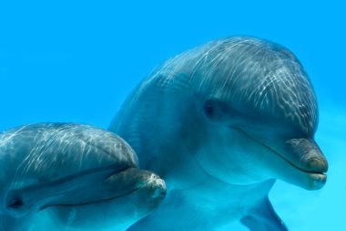 Couple Of Dolphins clipart