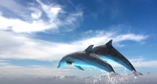 Paar van dolfijnen springen tegen de blauwe hemel — Stockfoto