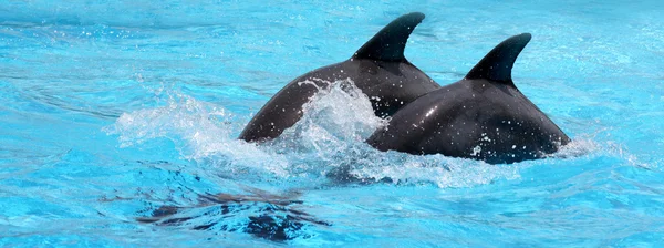 Дельфины в голубой воде — стоковое фото
